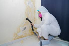 Best Mold Damage Restoration  in Maryville, MO